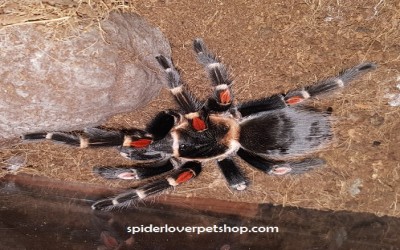 auratum unsex 4 cm tarantula